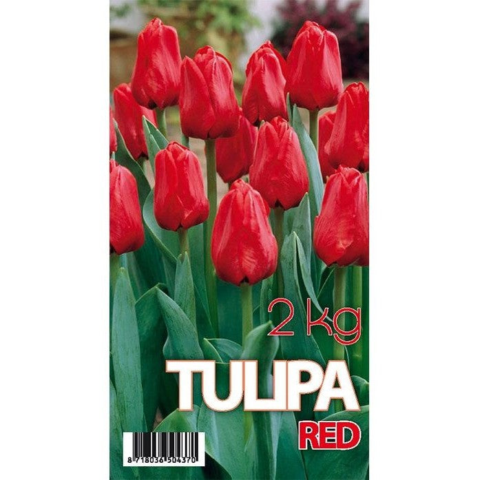 Tulpan Seadov 50-pack