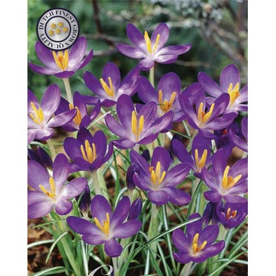 Krokus Chrysanthus White purple 15-pack (NYHET)