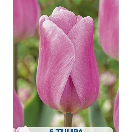 Tulpan Synaeda Amor 5-pack