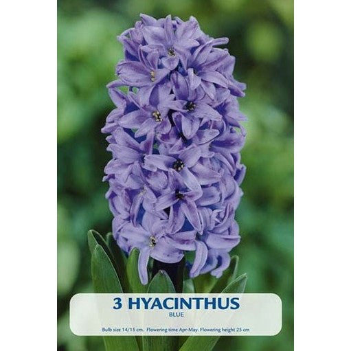 Hyacint Delft Blue 2-pack