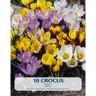 Krokus Botanisk Mix 10-pack