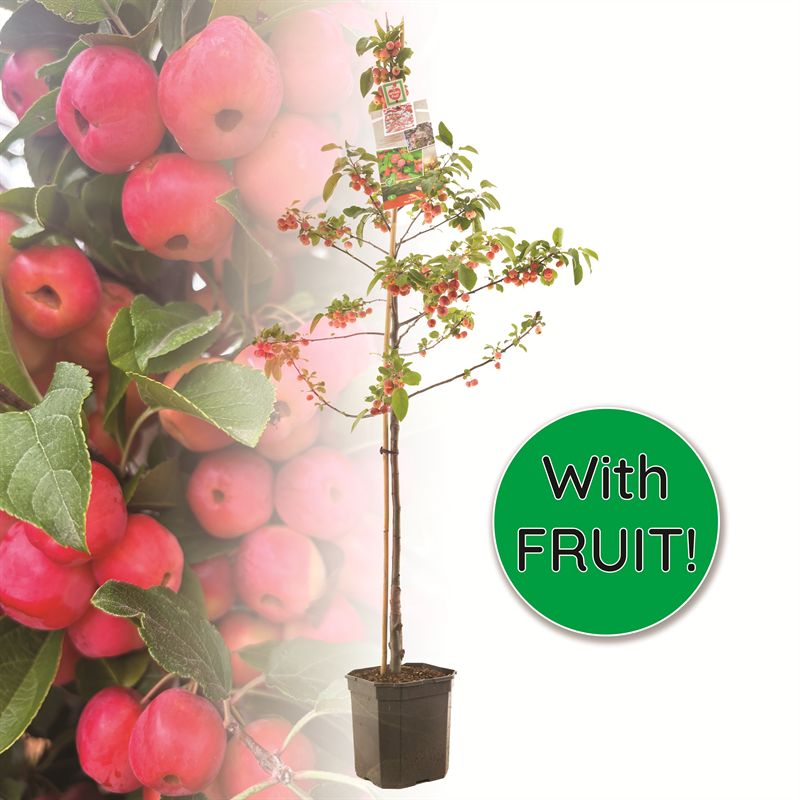Malus &