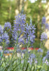 Camassia &