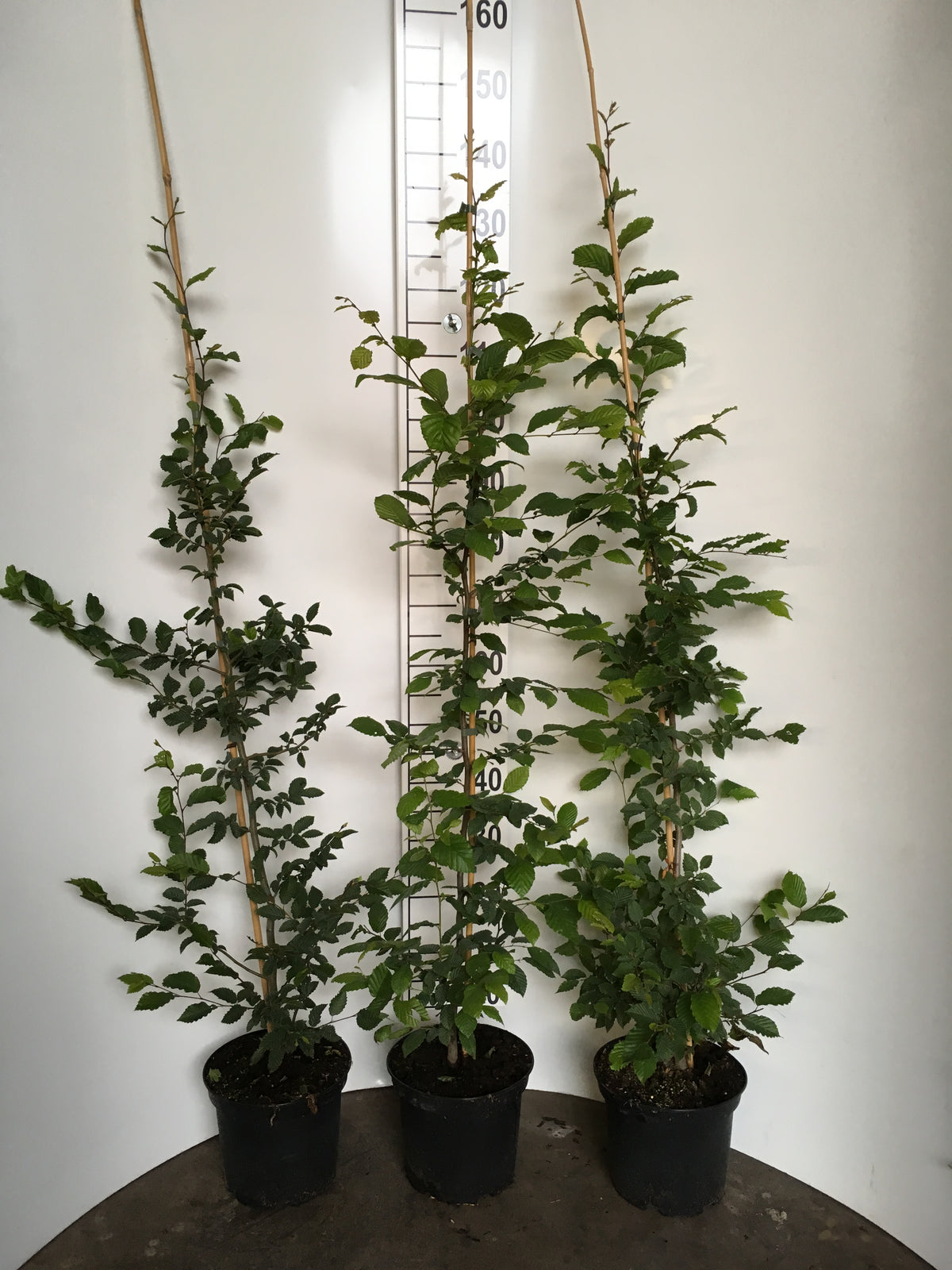 Avenbok ; 175-200 cm 5 L kruka 7,5 L kruka klippt