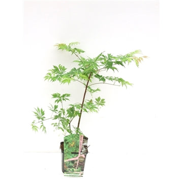 Acer jap. 'Aconitifolium'