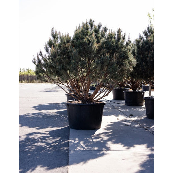 Tall - Pinus sylvestris &