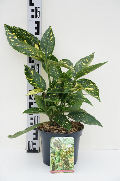Aucuba japonica &