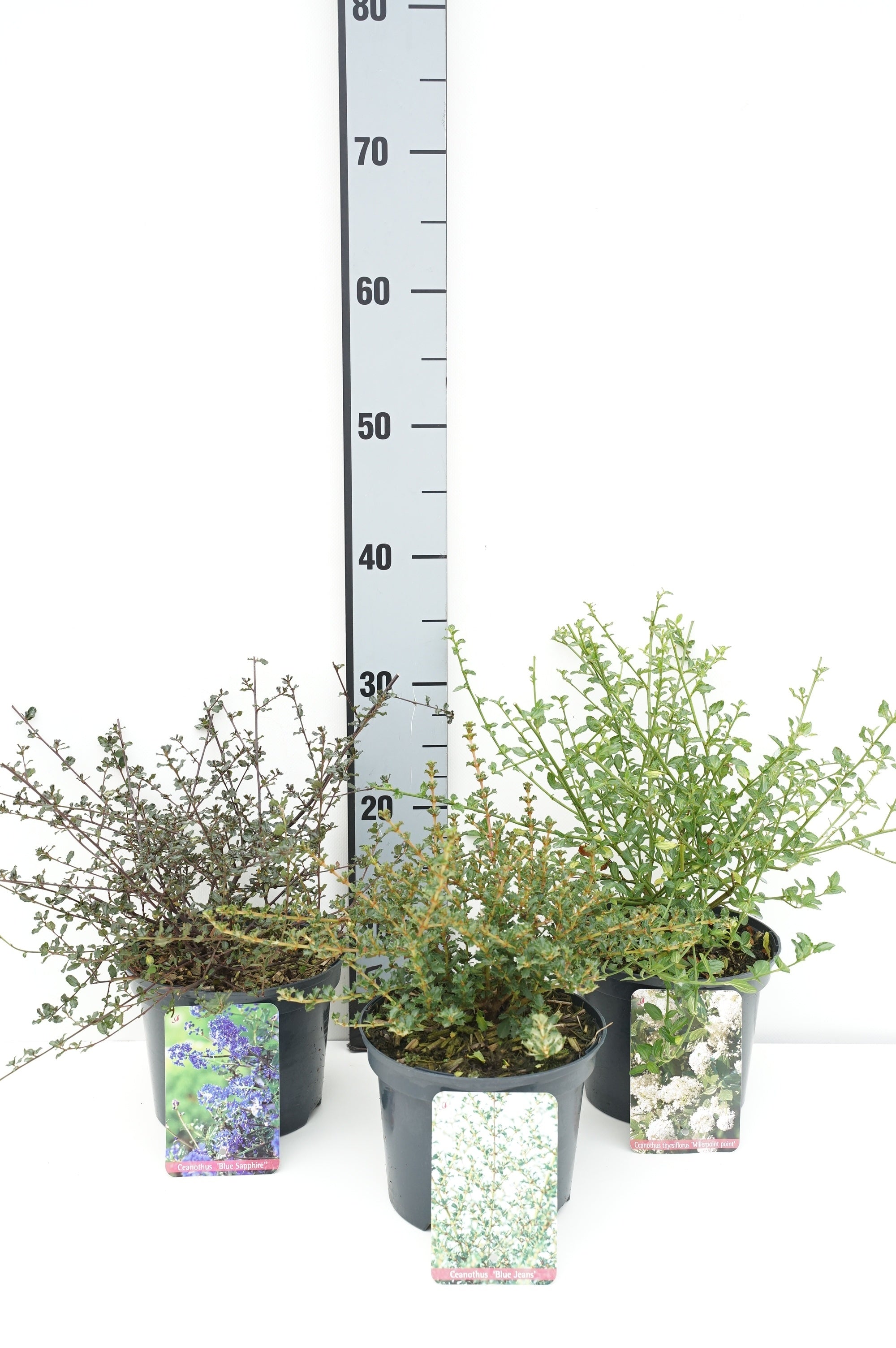 Säckbuske in cultivars - C2/P17 20-25 CM