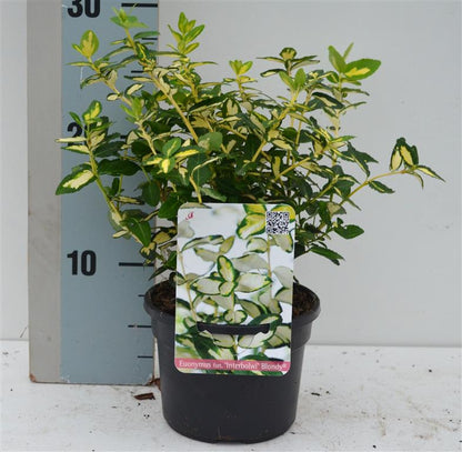 Euonymus fort. &