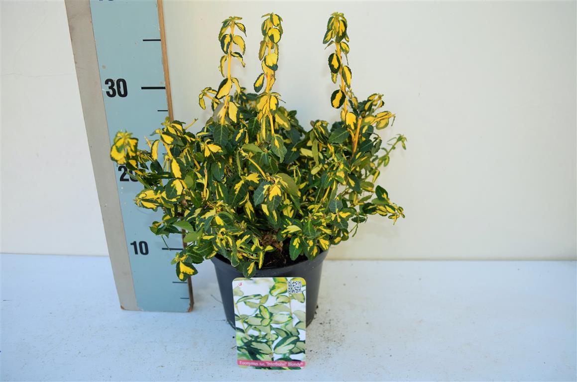 Euonymus fort. &