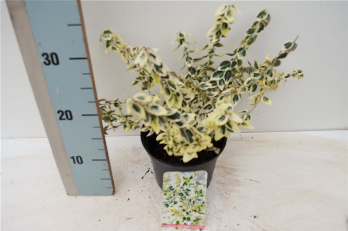 Euonymus fortunei &
