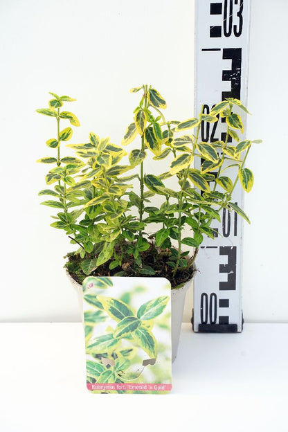 Euonymus fortunei &