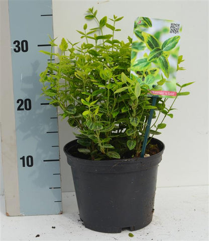 Euonymus fort. &