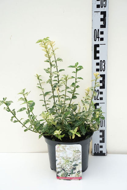Euonymus fort. &