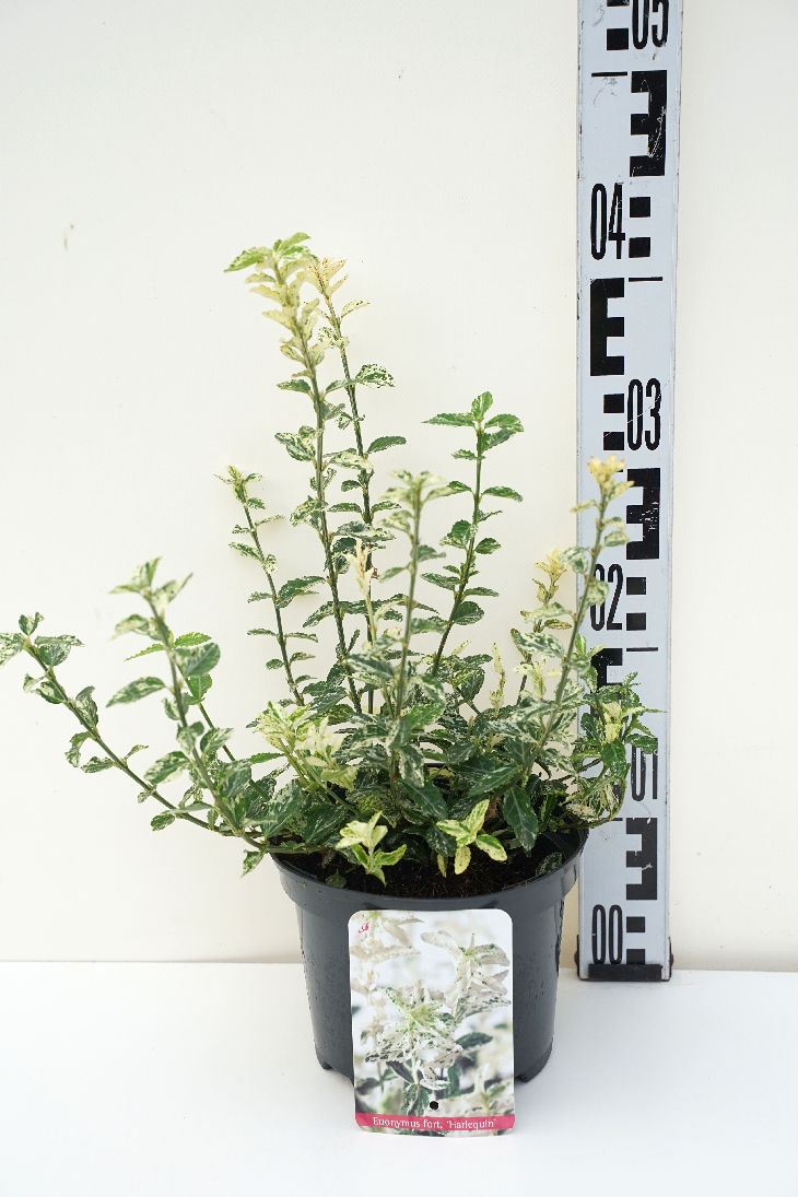 Euonymus fortunei &