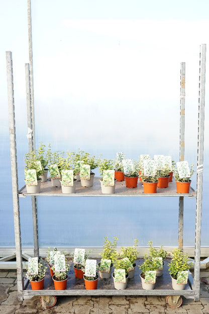 Euonymus fortunei C1 (1 liters kruka) / 13 cm kruka 15-20 cm