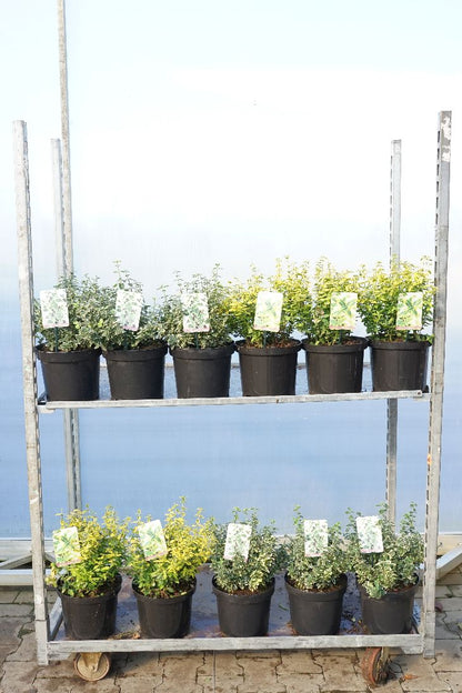 Euonymus fortunei 25-30 cm C5 (5 liters kruka) / 23 cm kruka
