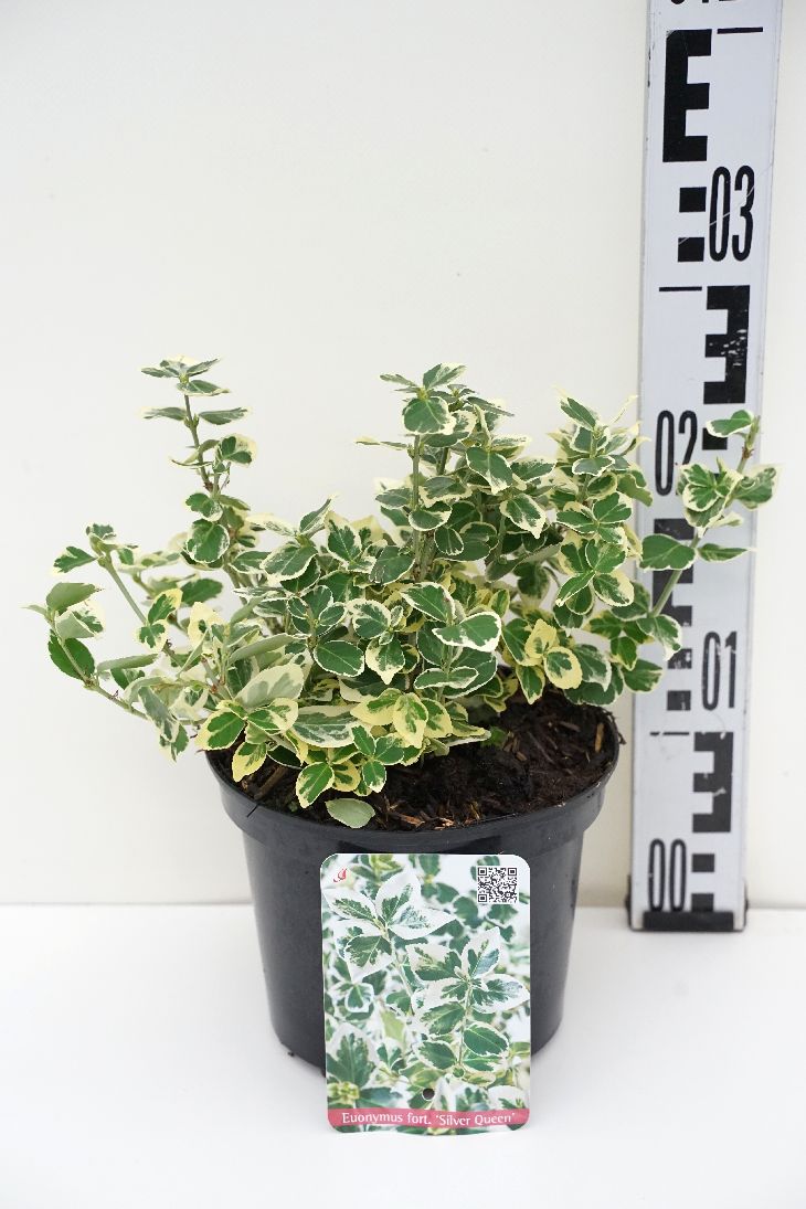 Euonymus fort. &