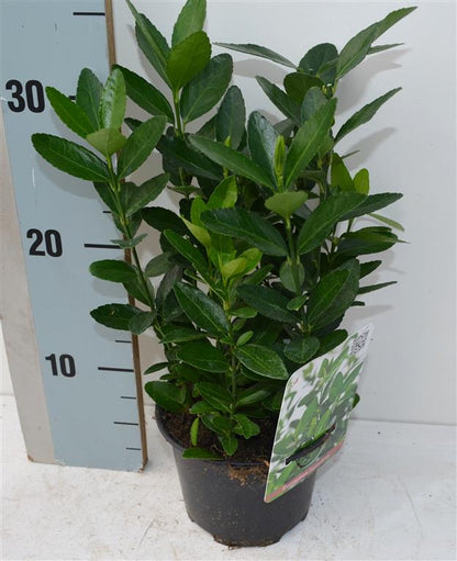 Euonymus japonicus 15-20 cm (C1 / 13 cm kruka)