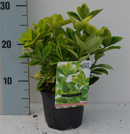 Euonymus jap. &