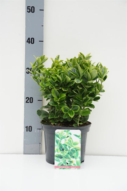 Euonymus jap. &