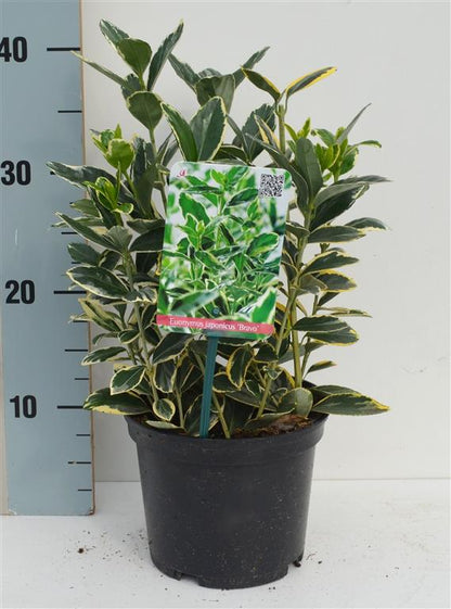 Euonymus jap. &