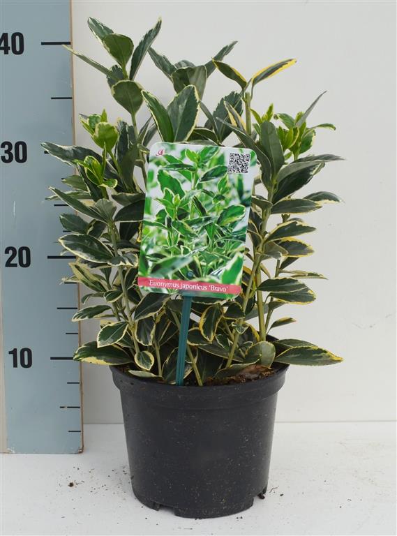 Euonymus jap. &