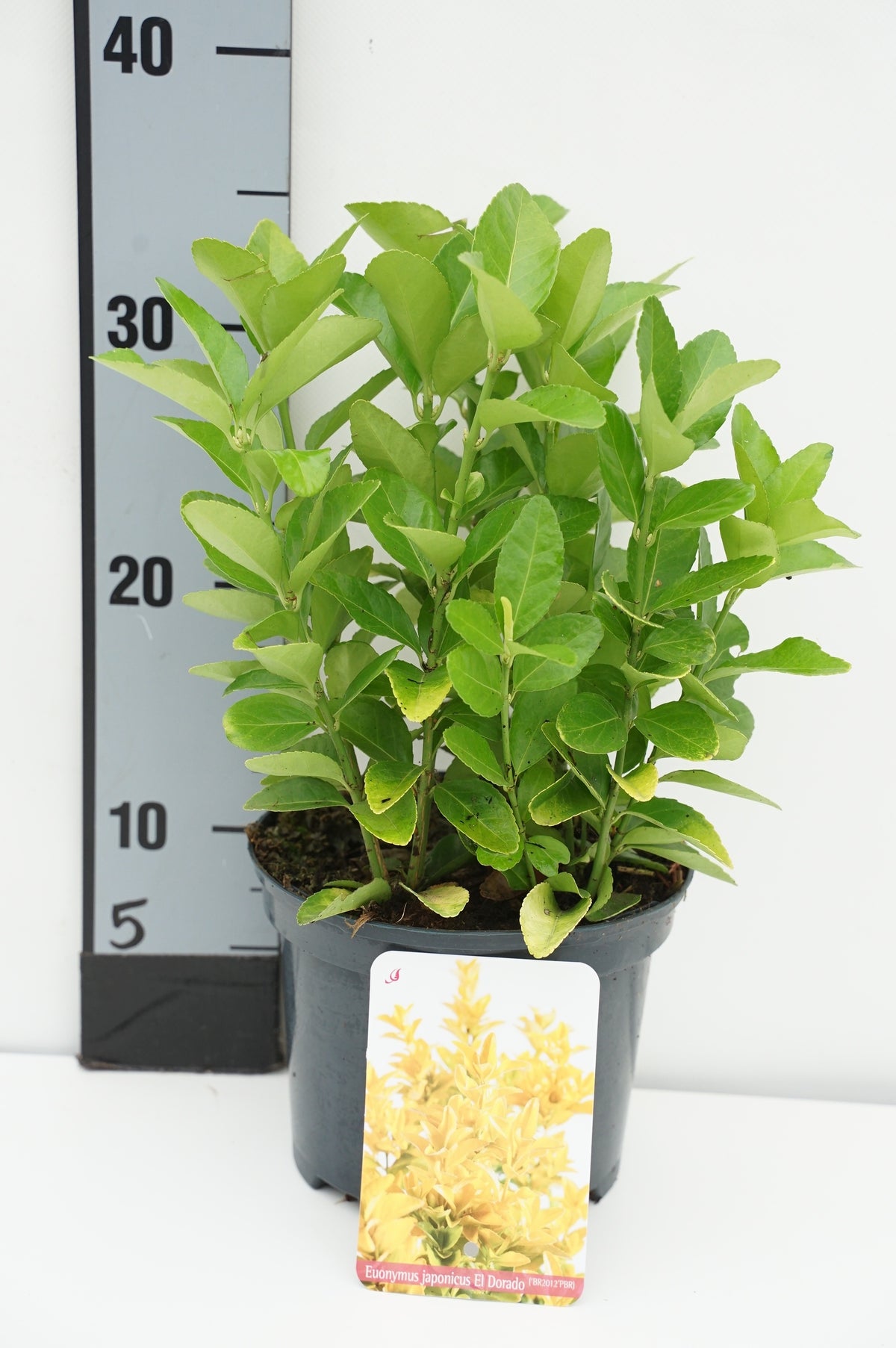 Euonymus jap. &