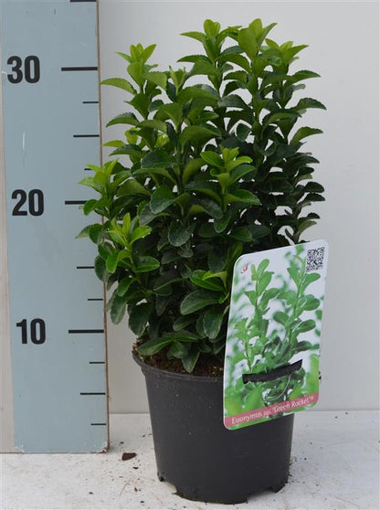 Euonymus jap. &