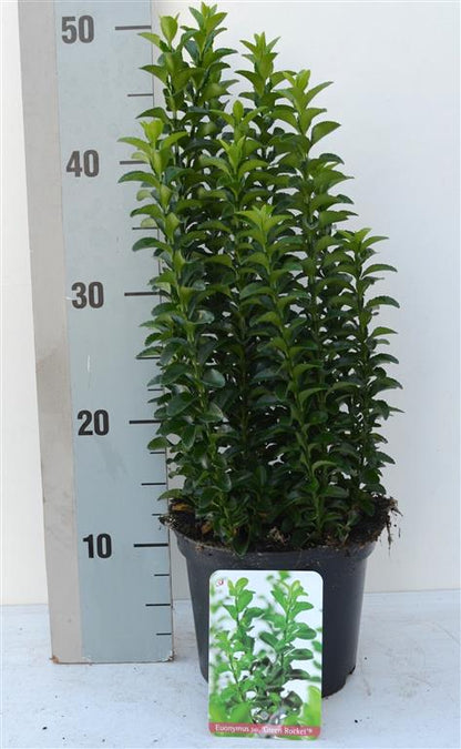 Euonymus japonicus &