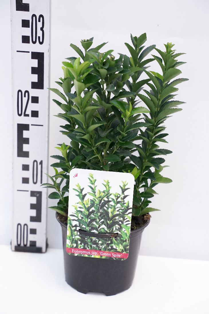 Euonymus jap. &