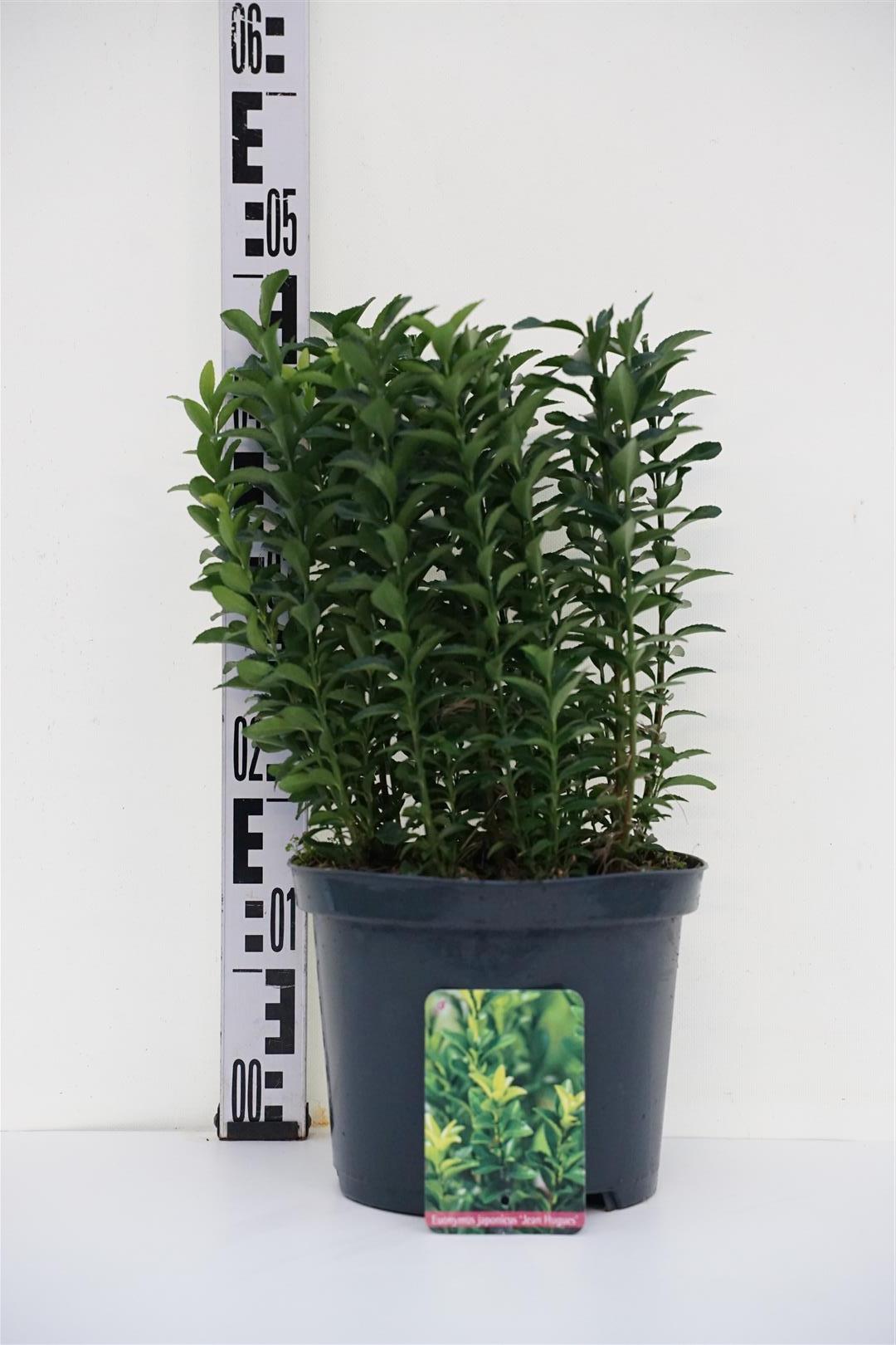 Euonymus jap. &