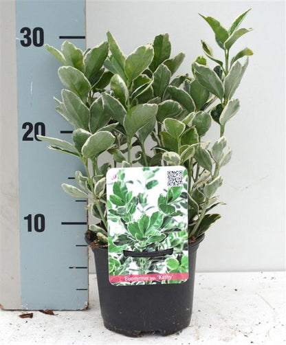 Euonymus jap. &