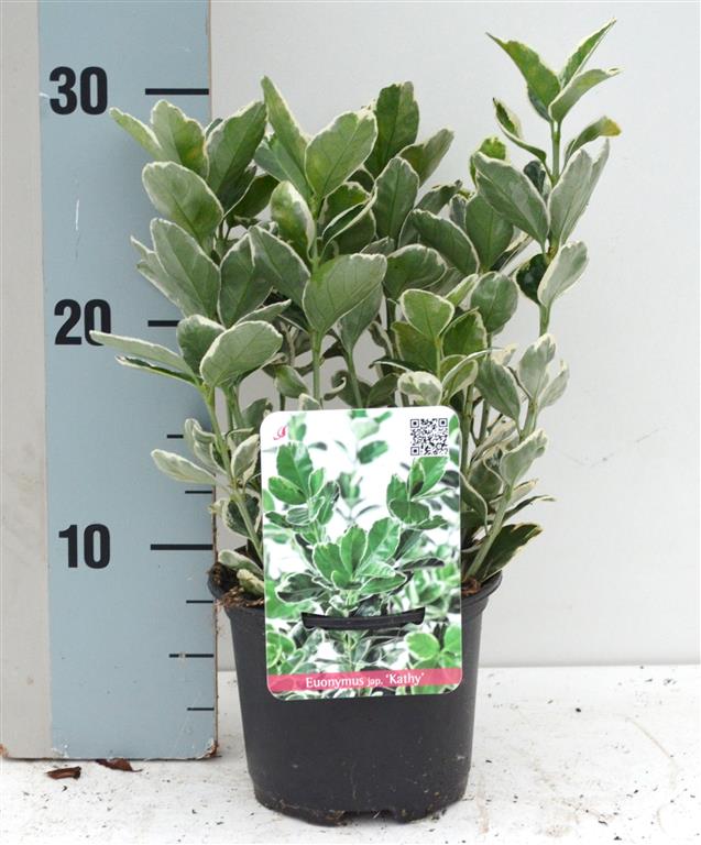 Euonymus jap. &