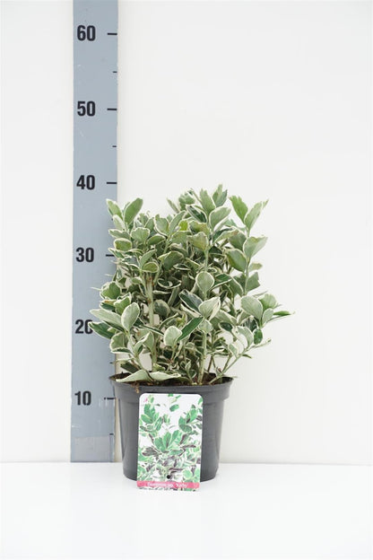 Euonymus japonicus &