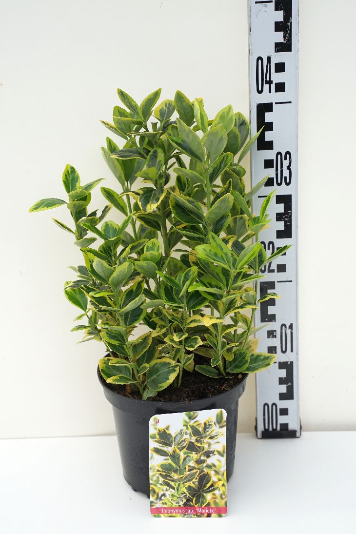 Euonymus jap. &