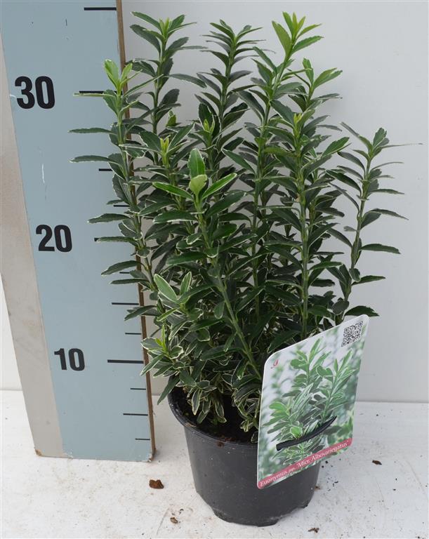 Euonymus jap. &