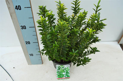 Euonymus jap. &