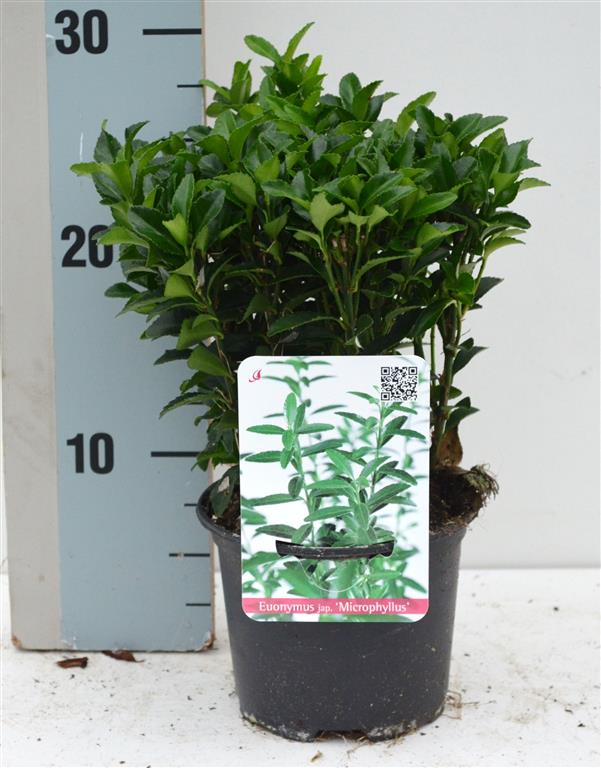 Euonymus japonicus &