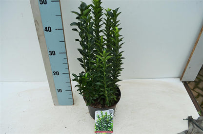 Euonymus japonicus &