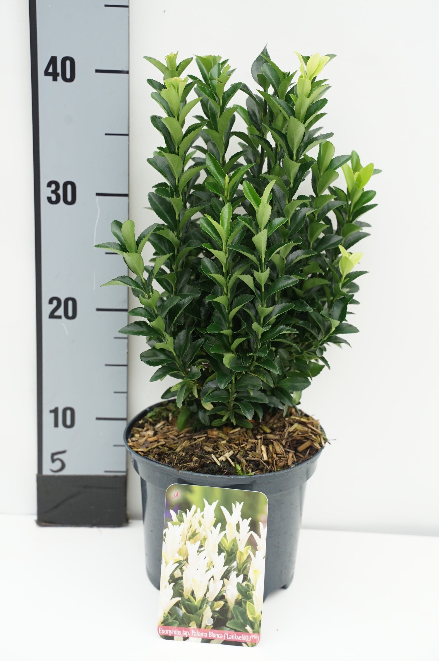 Euonymus japonicus &