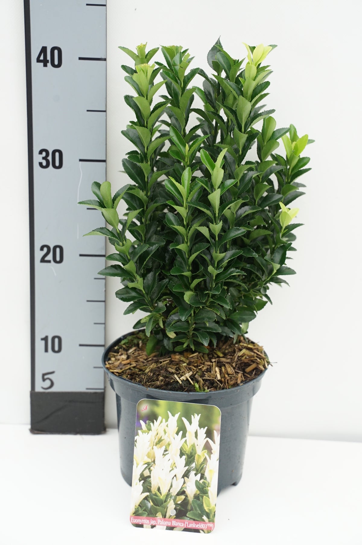 Euonymus japonicus &