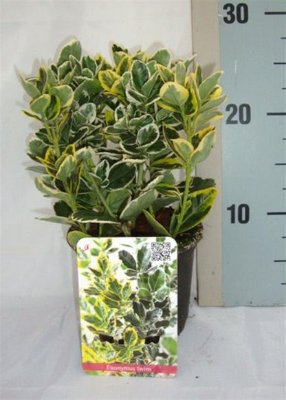 Euonymus jap. &