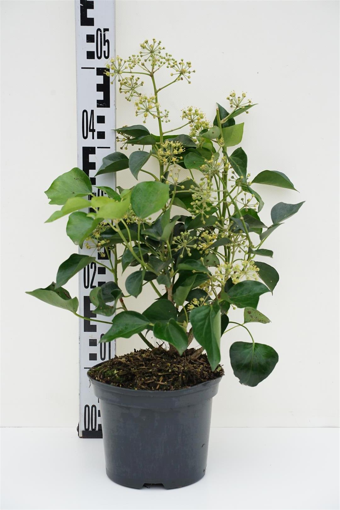 Hedera helix &
