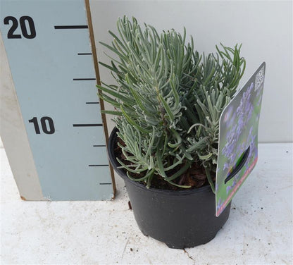 Lavandula angustifolia &