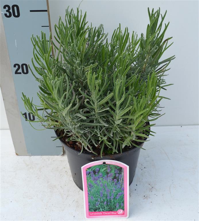 Lavandula angustifolia &