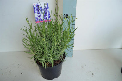 Lavandula ang. &