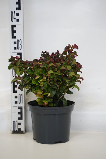 Leucothoe axil. &