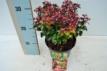 Leucothoe axil. &