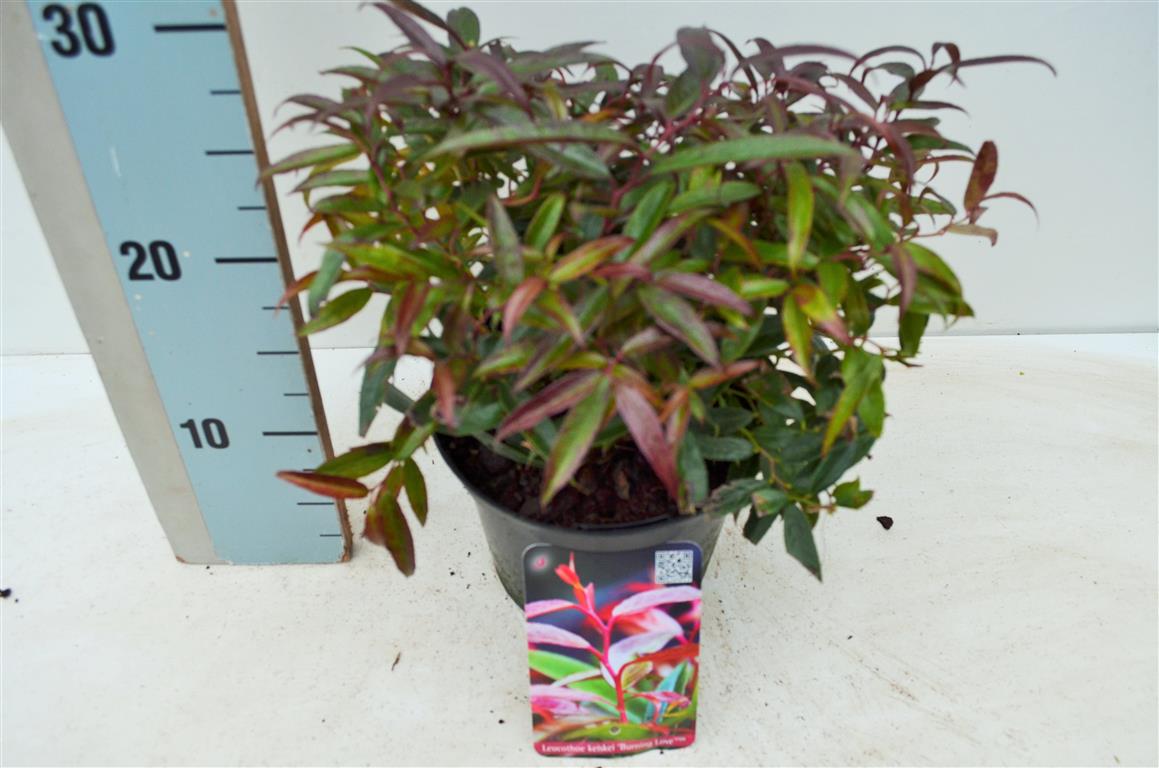 Leucothoe keiskei &